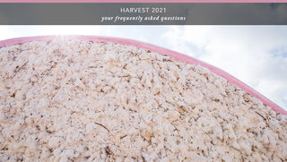 Cotton Harvest Bale