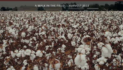 2023 Harvest Walk In The Field