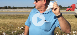 Farmers inspecting cotton plants for signs of maturation, with green fields and clear skies in the background.
