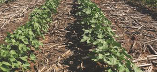 A small cotton plant sprouting from the soil, beginning its journey toward becoming premium cotton for Red Land products.