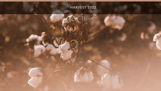 Farmers harvesting cotton in the fields during the 2022 season, with bales of cotton stacked and ready for processing.