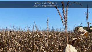 Corn Harvest 2021
