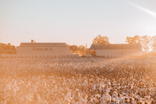 Cotton field at sunset with Yeager Gin Co. building.